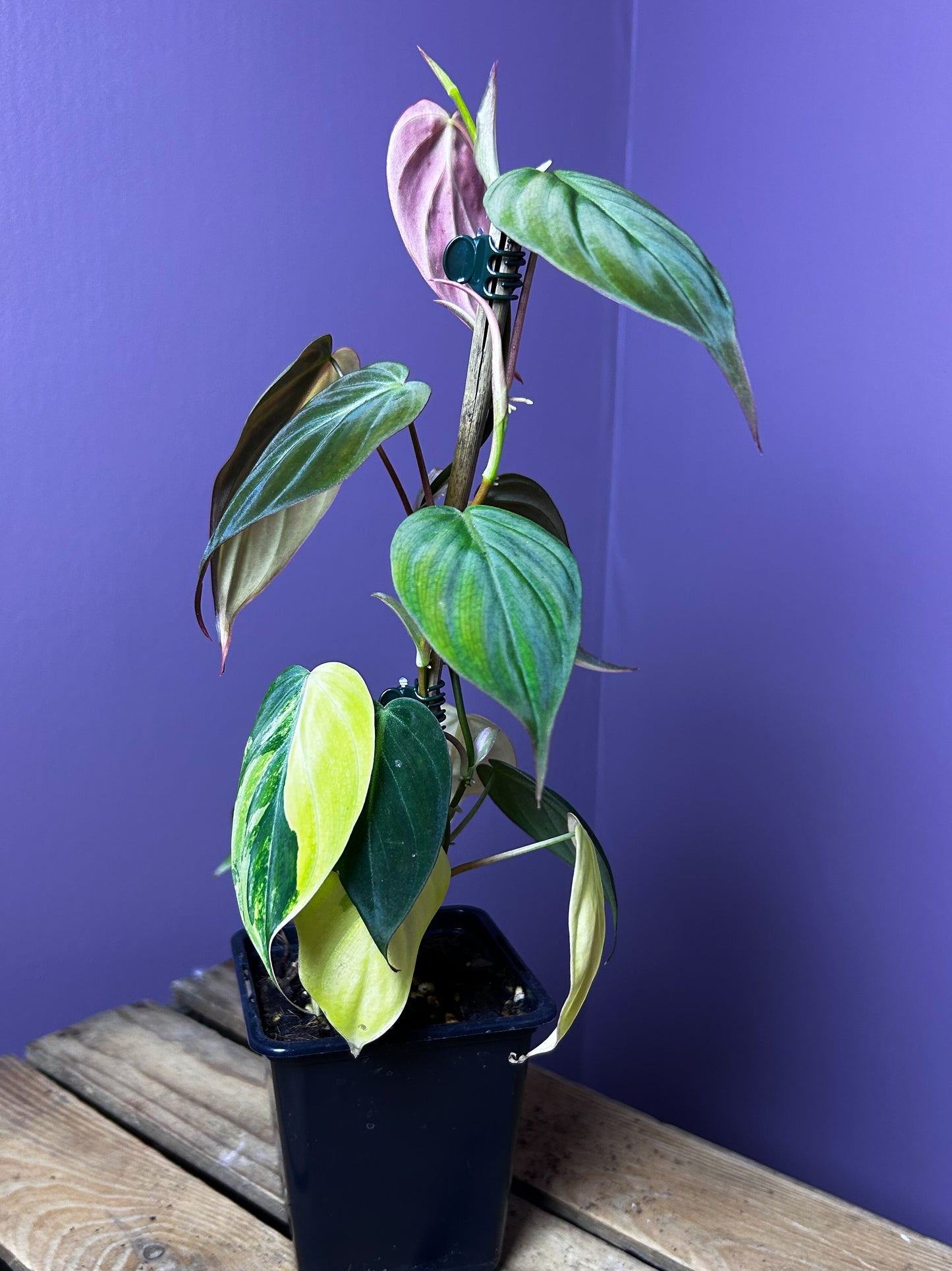 Philodendron Micans variegata