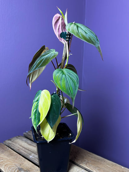 Philodendron Micans variegata