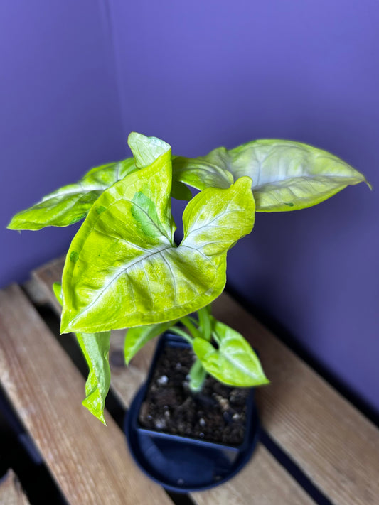 Syngonium Lime Soda