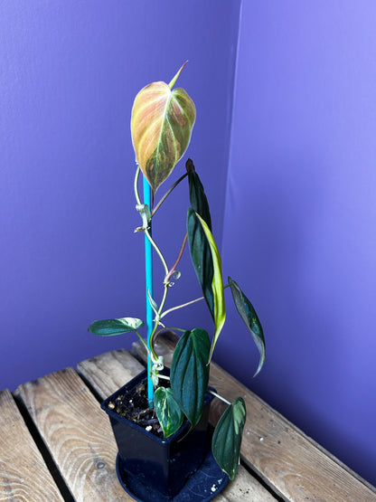 Philodendron Micans variegata