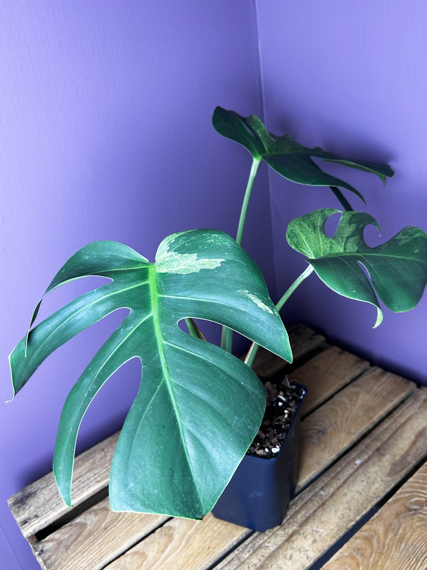 Monstera Jungle Mint