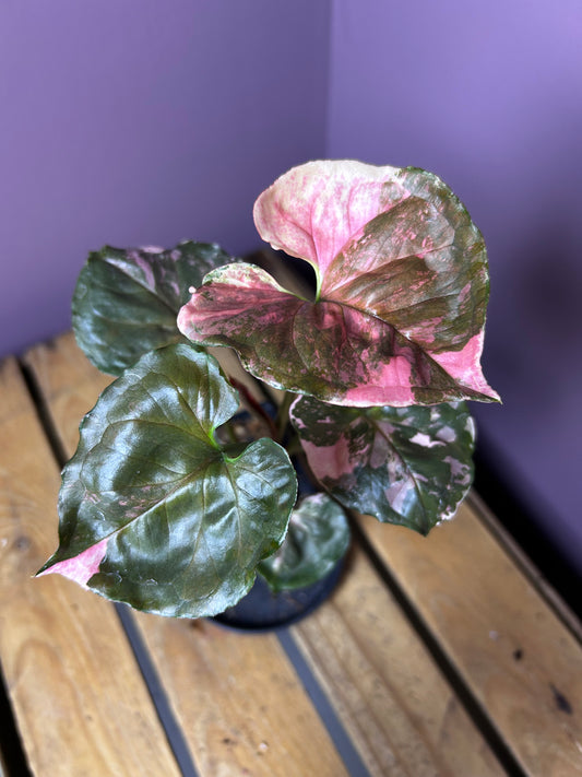 Syngonium Strawberry Ice Galaxy 3