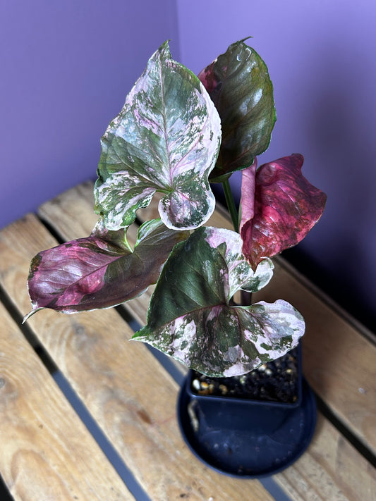 Syngonium Strawberry Ice Galaxy 2