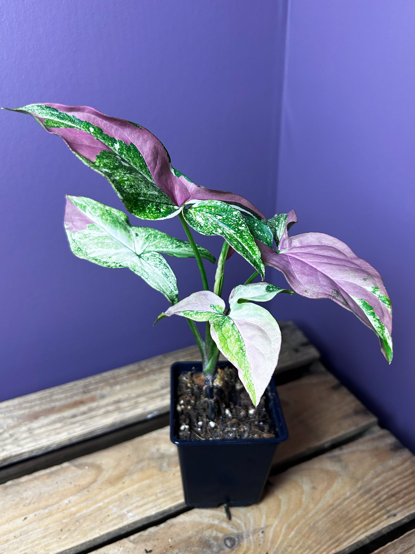 Syngonium Red Spot Tricolor mutation 1