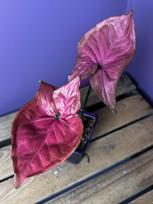 Syngonium Orm Nak Red