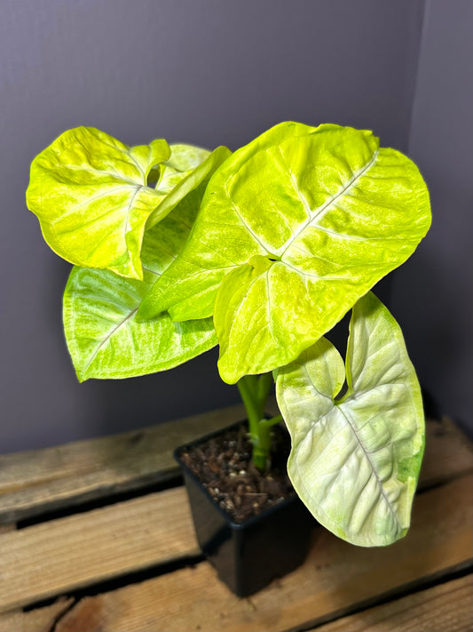 Syngonium Lime Soda 2