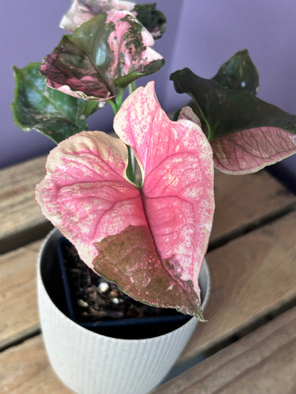 Syngonium Strawberry Ice Galaxy - L