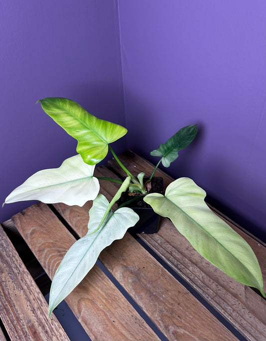 Philodendron Golden Dragon mint variegata