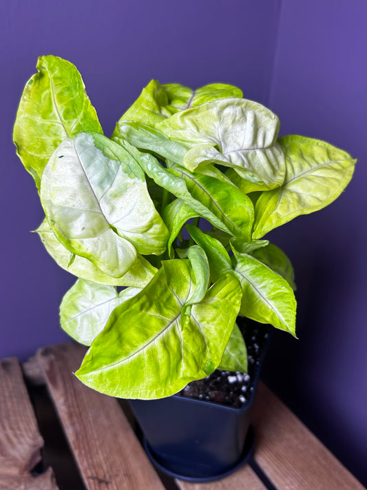 Syngonium Lime Soda - XL