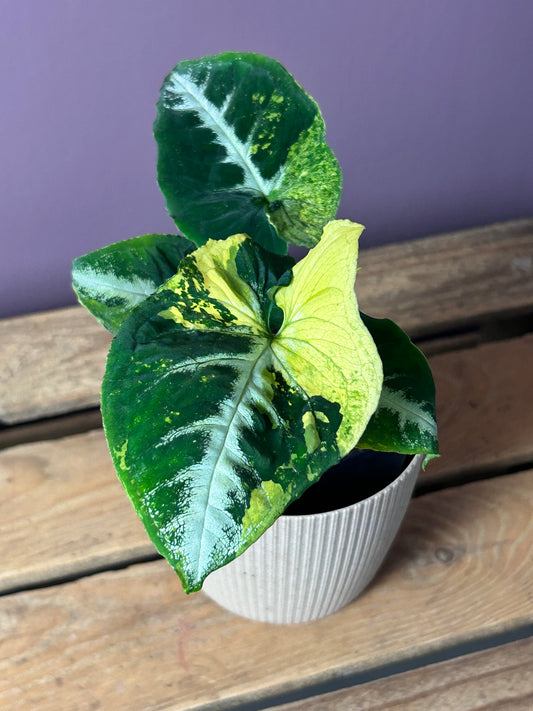 Syngonium Scrambled Eggs - M