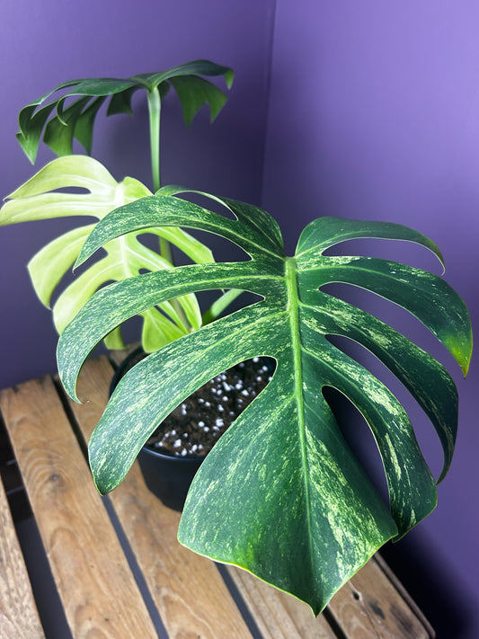 Monstera Jungle Mint