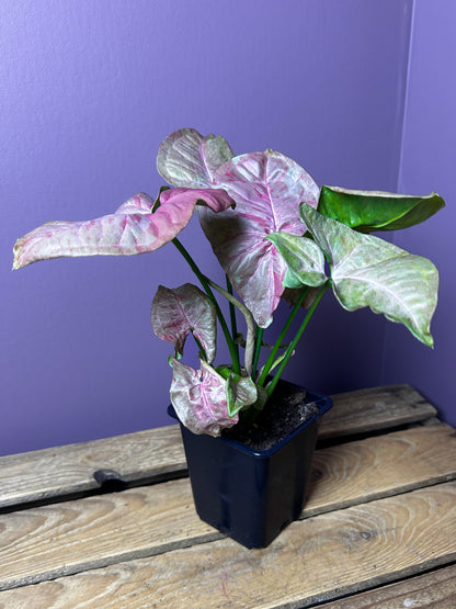 Syngonium Pink Cloud