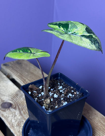 Alocasia Yucatan Princess variegata - S