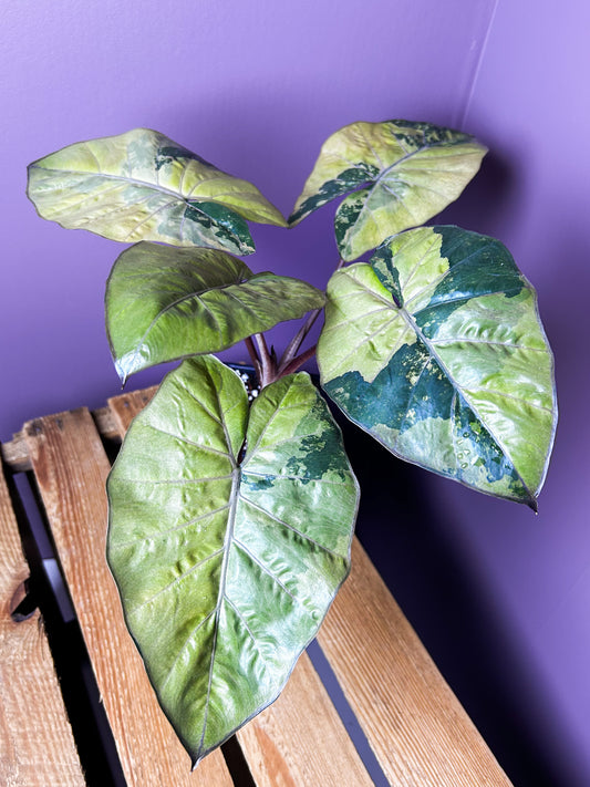 Alocasia Yucatan Princess variegata