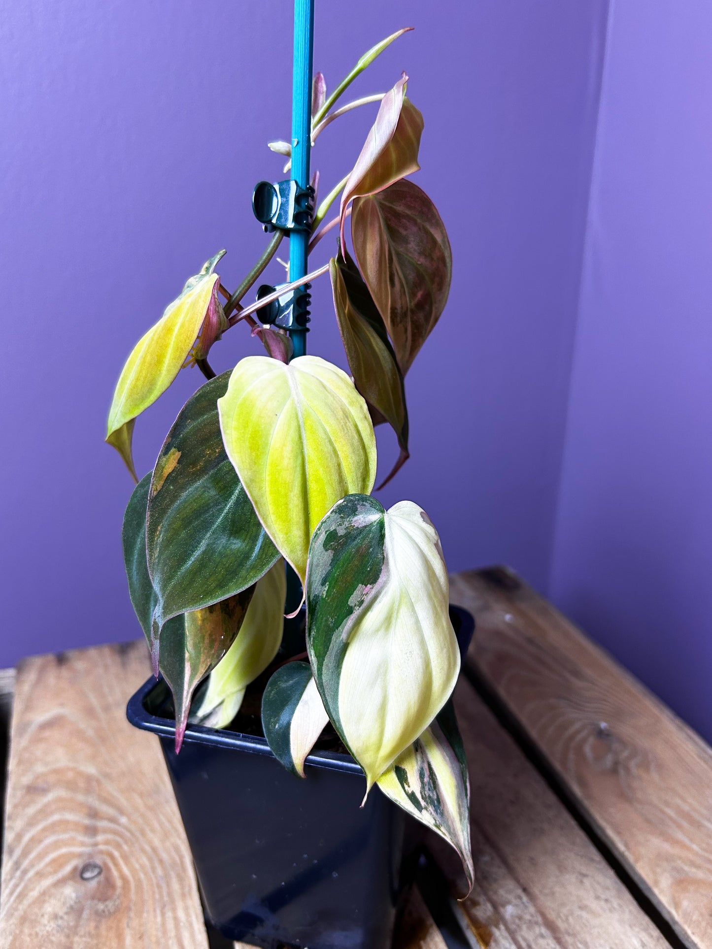 Philodendron Micans variegata