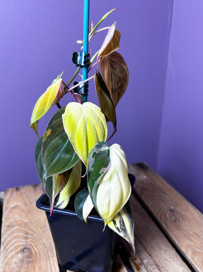 Philodendron Micans variegata