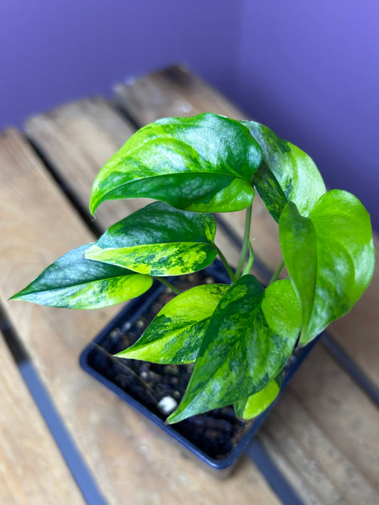 Monstera Siltepecana variegata (aurea)