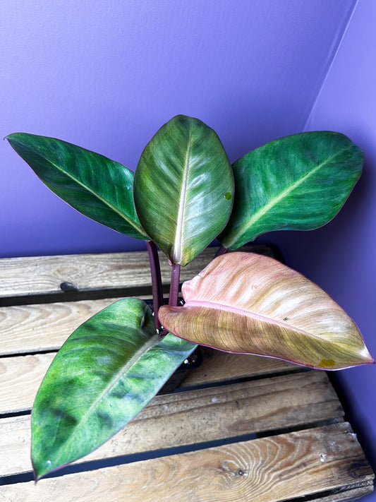 Philodendron Red Congo mint variegata 2 - XL