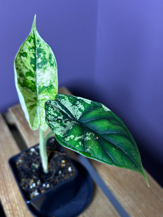 Alocasia Dragonscale Mint variegata