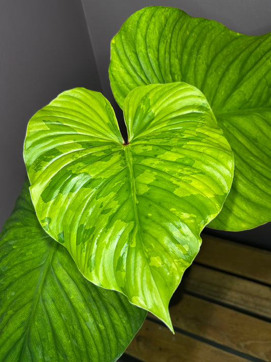 Philodendron Plowmanii variegata