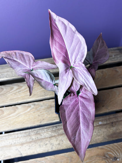 Syngonium Pink On Pink/POP 2