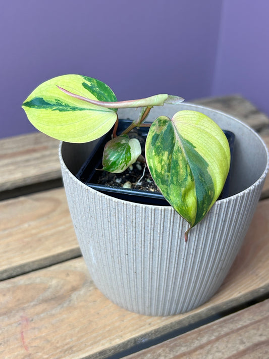 Philodendron Micans aurea variegata - S