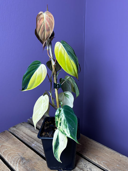 Philodendron Micans variegata