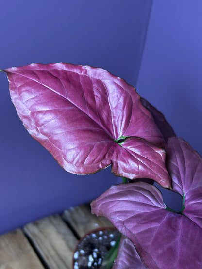 Syngonium Orm Nak Red