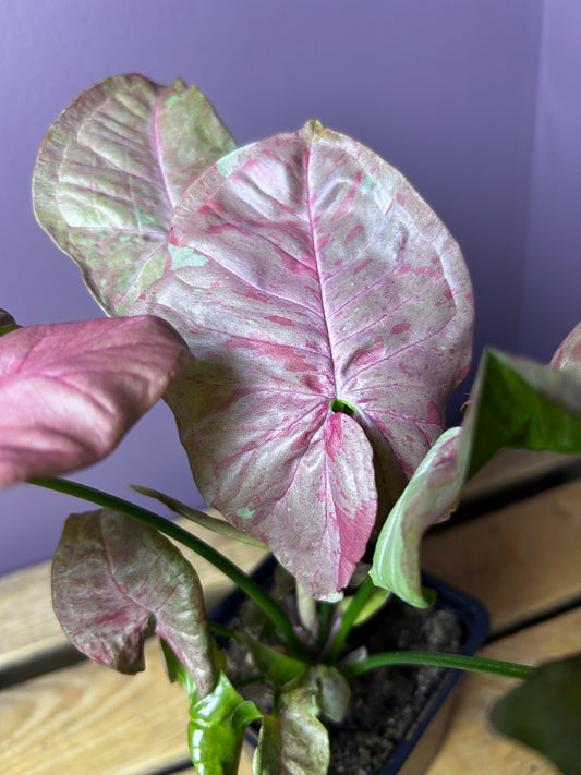 Syngonium Pink Cloud