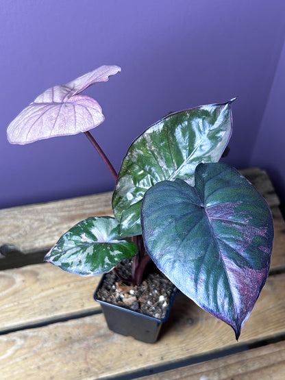 Alocasia Serendipity variegata