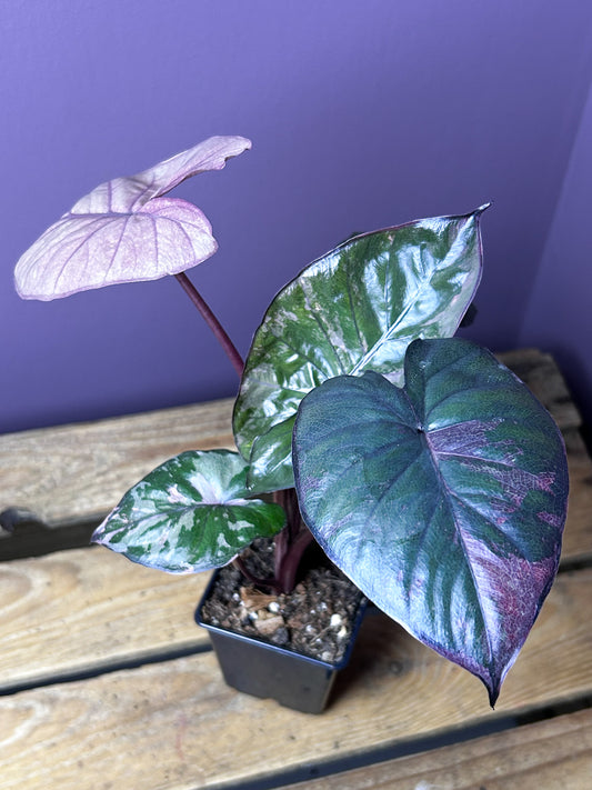 Alocasia Serendipity variegata