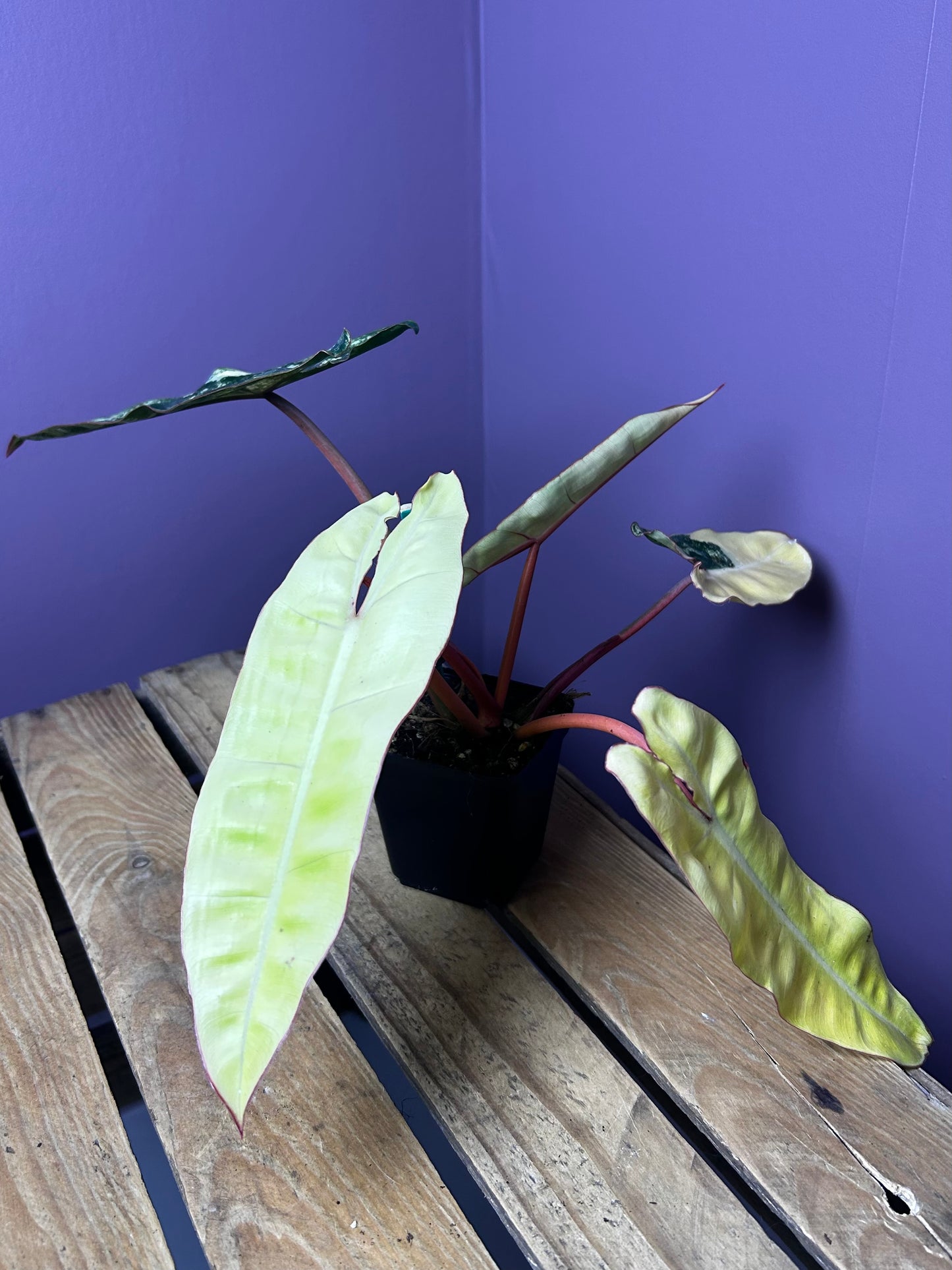 Philodendron Billietiae variegata