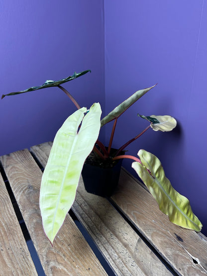 Philodendron Billietiae variegata
