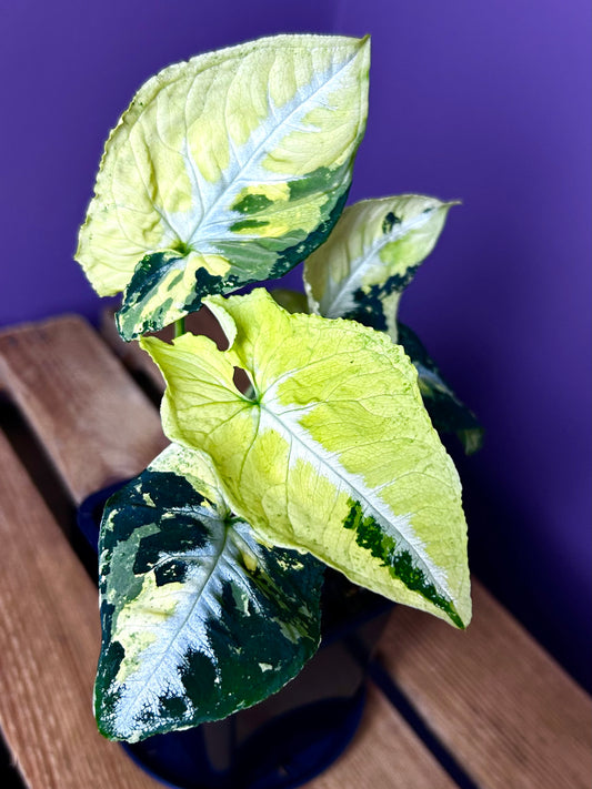 Syngonium Scrambled Eggs 2