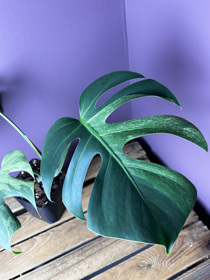 Monstera Jungle Mint