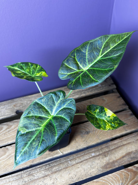 Alocasia Regal Shields aurea variegata