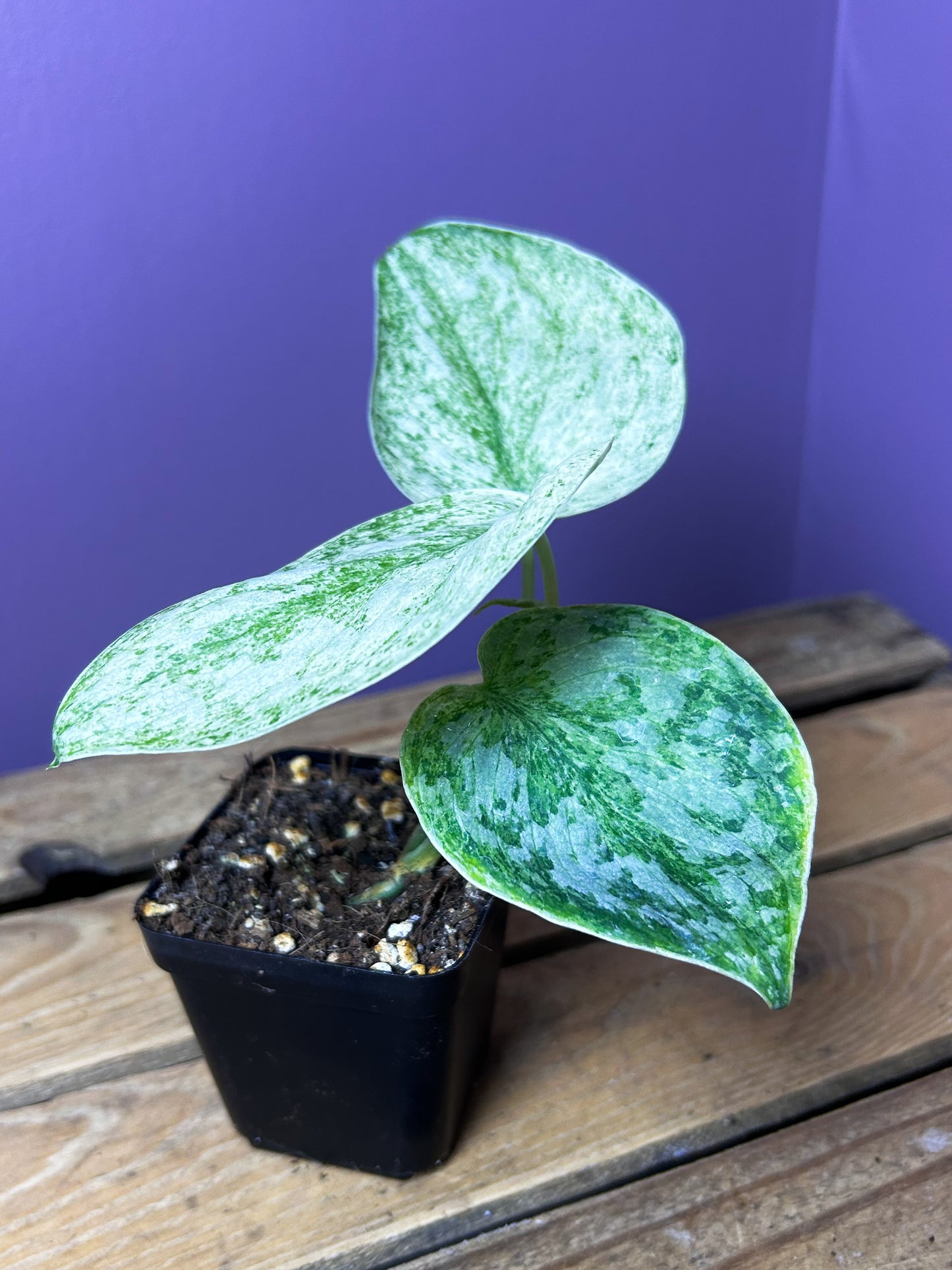 Scindapsus Hologram 3