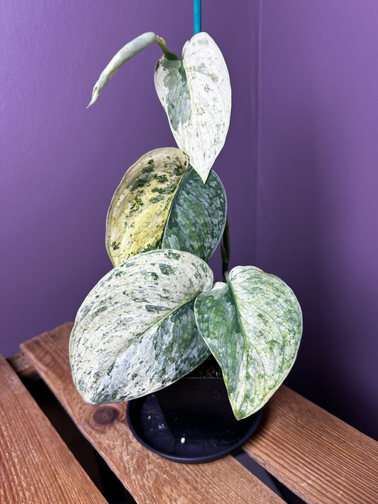 Scindapsus Halimoon 1