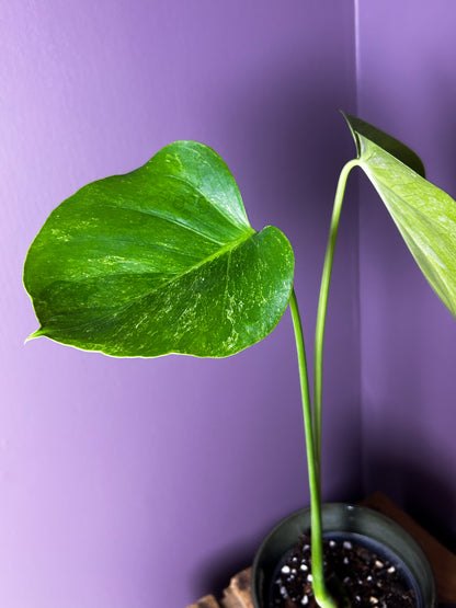 Monstera Deliciosa Silver Sands