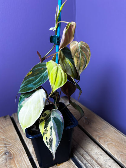 Philodendron Micans variegata
