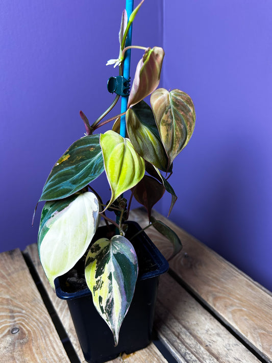 Philodendron Micans variegata