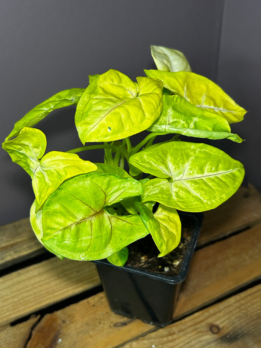 Syngonium Lime Soda 4