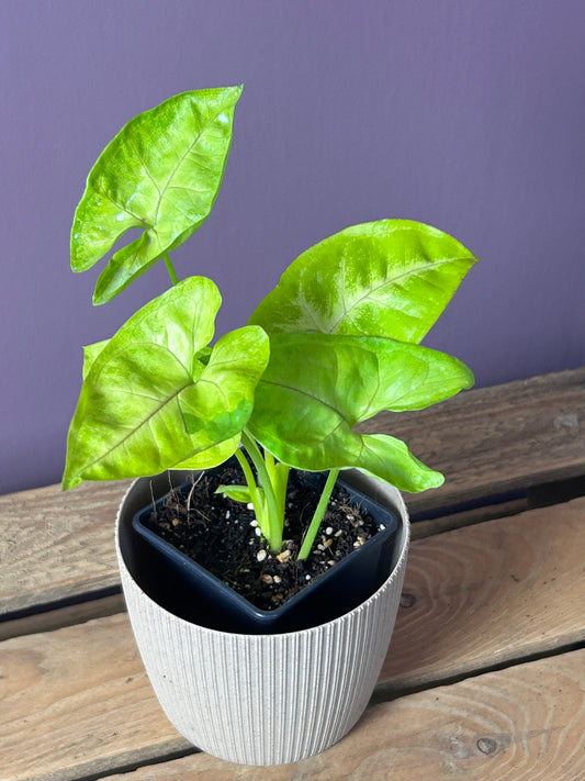 Syngonium Lime Soda - M