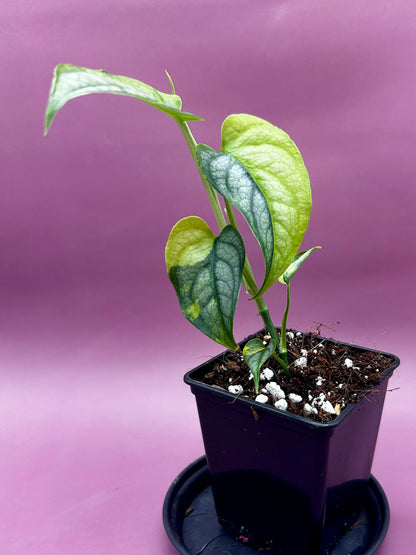 Monstera Siltepecana variegata (aurea) 2