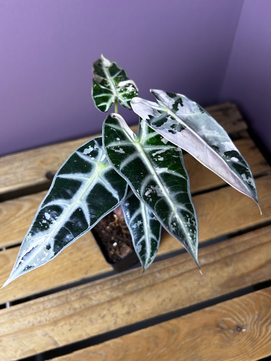 Alocasia Bambino variegata (pink)