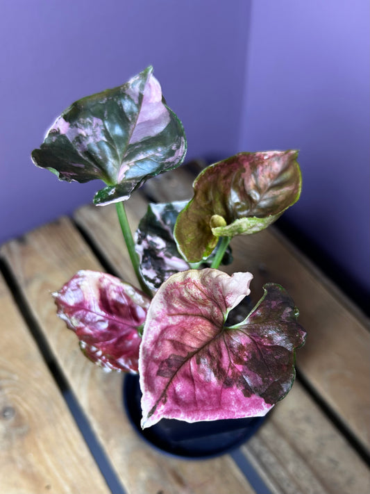 Syngonium Strawberry Ice Galaxy 1