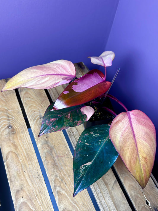 Philodendron Princess of Fire variegata 4