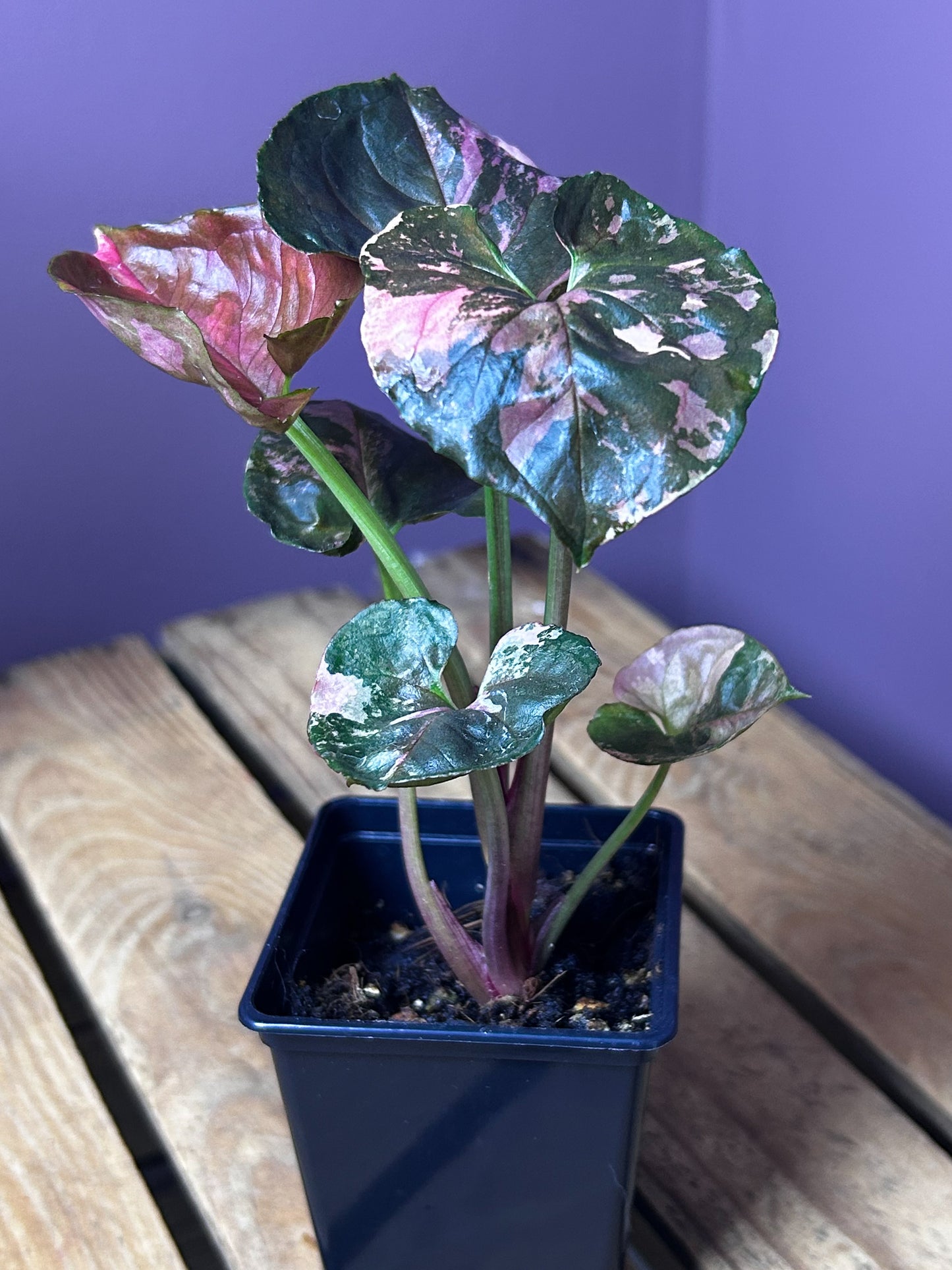 Syngonium Strawberry Ice Galaxy 1