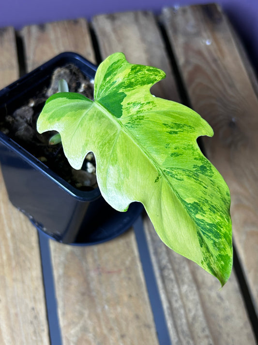Philodendron Radiatum variegata 2