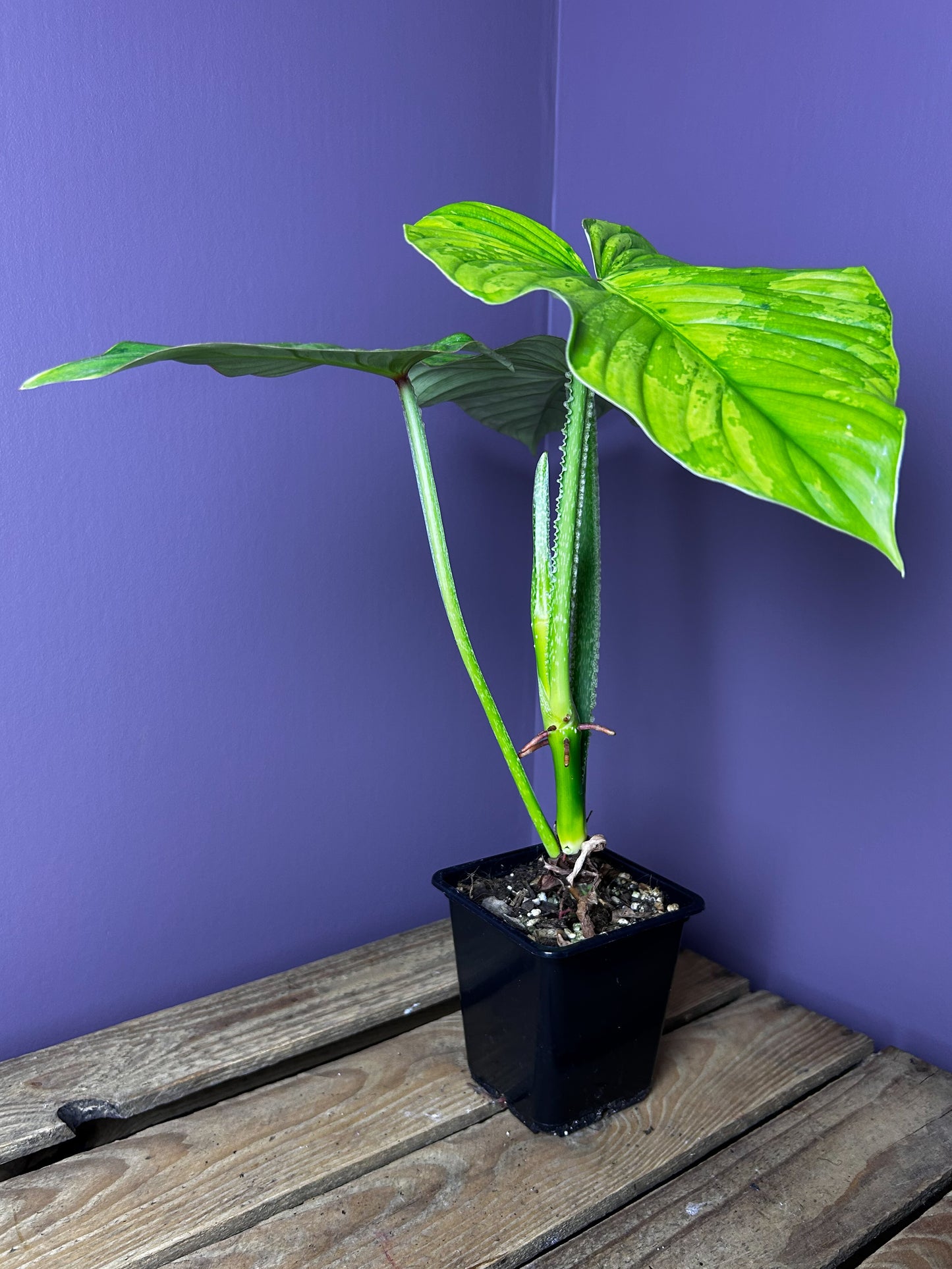 Philodendron Plowmanii variegata 2